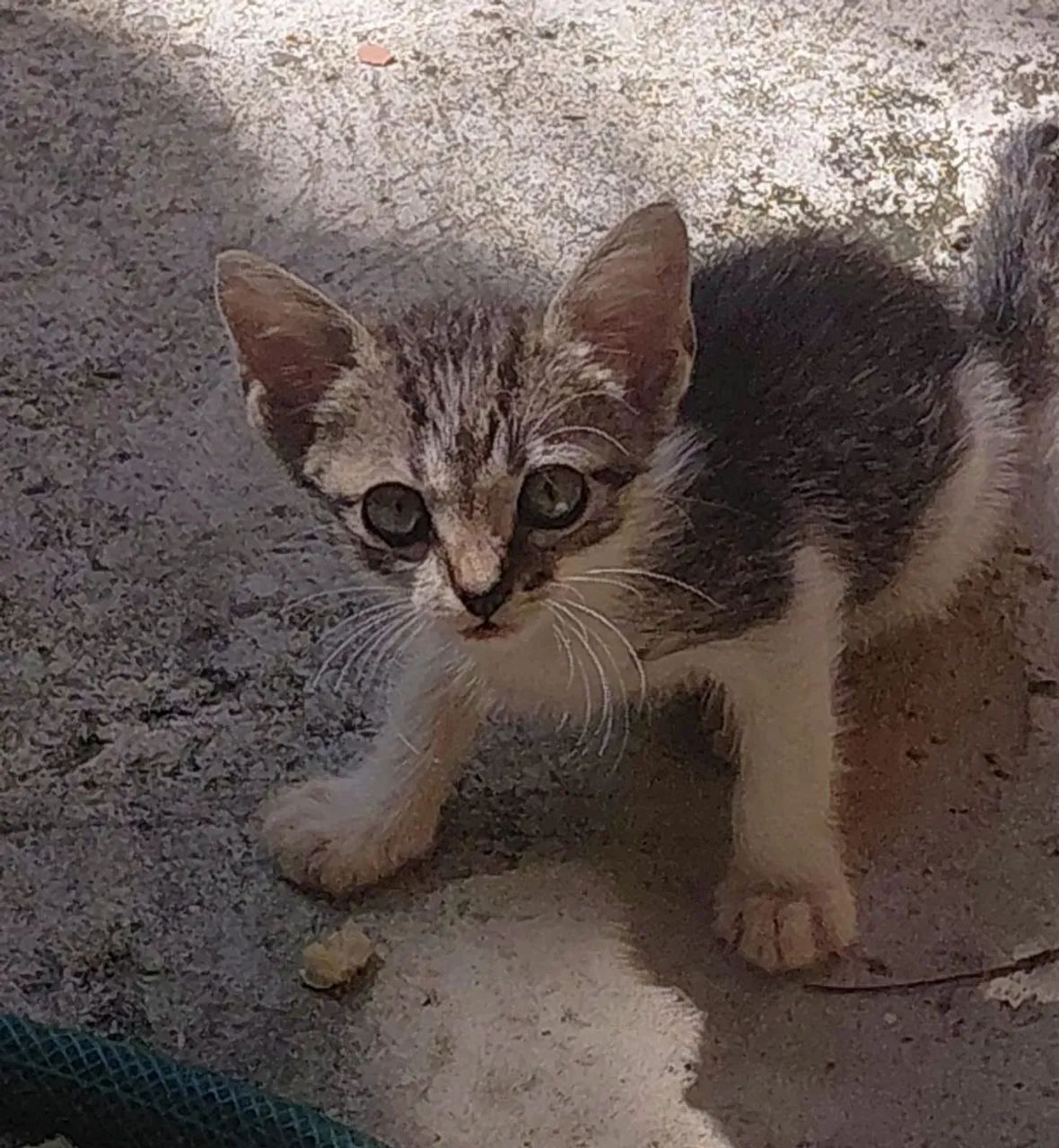 Gato de doação  - Foto 2