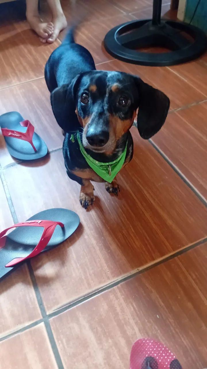 Vendo basset salsicha macho 