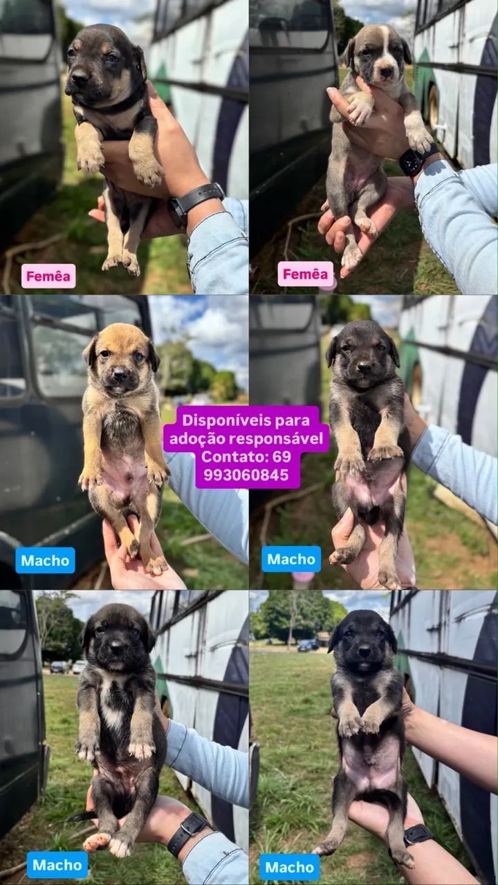 Cachorros