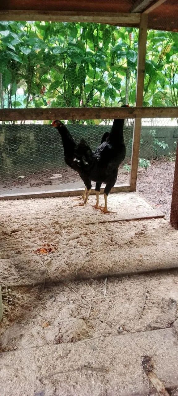 Casal de frangos caipira  - Foto 2