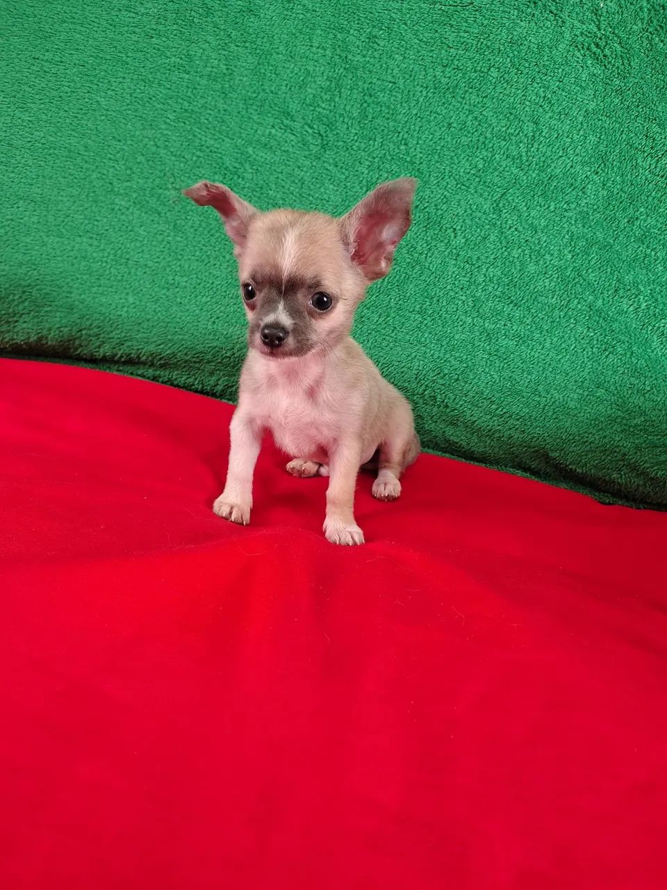 Chihuahua  - Foto 4