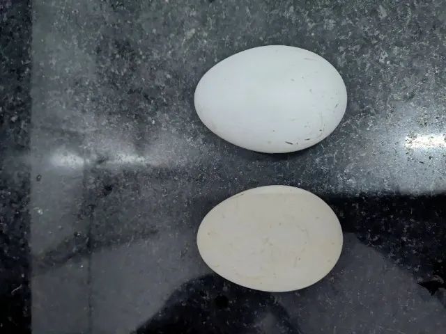 Ovos de ganso sinaleiro branco - Foto 2