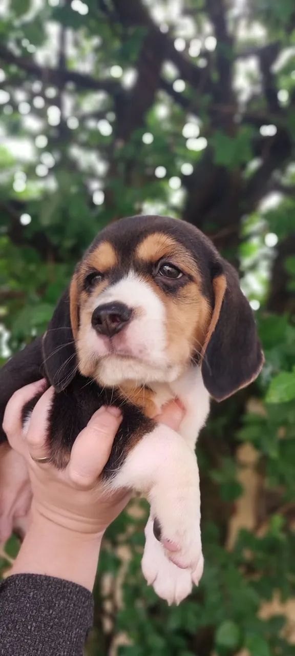 13 polegadas Beagle Filhotes Pedigree Vacinados Garantias
