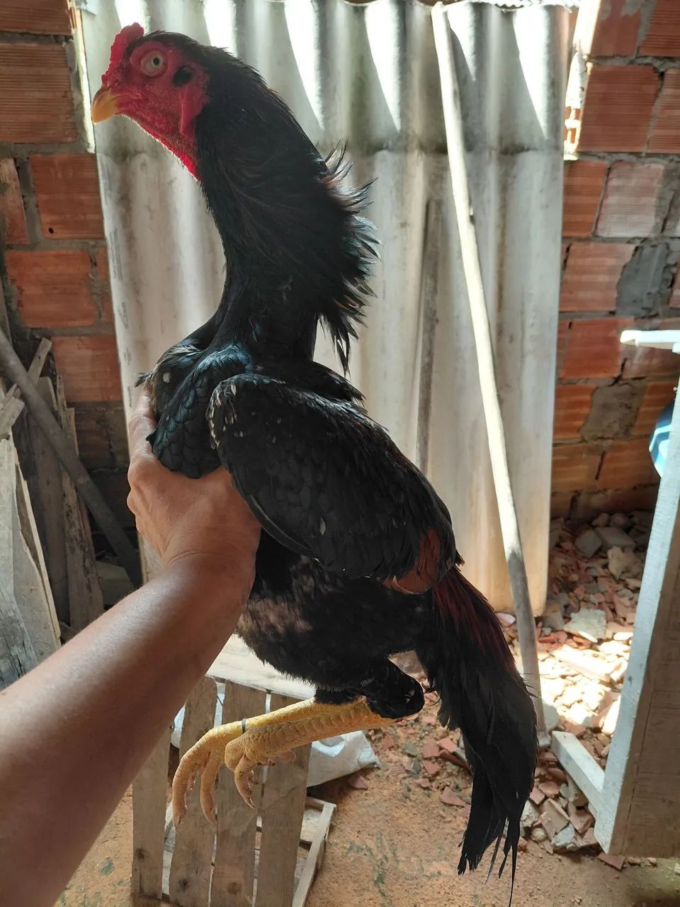 Frango shamo  - Foto 5