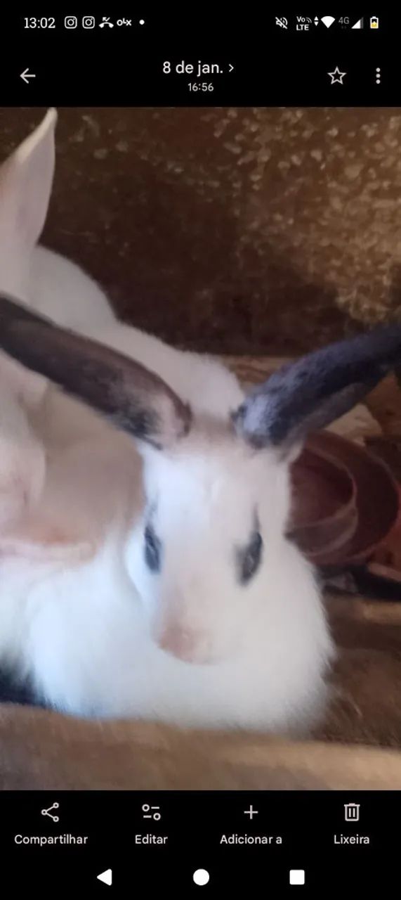 Coelhos Filhotes e Adultos  - Foto 2