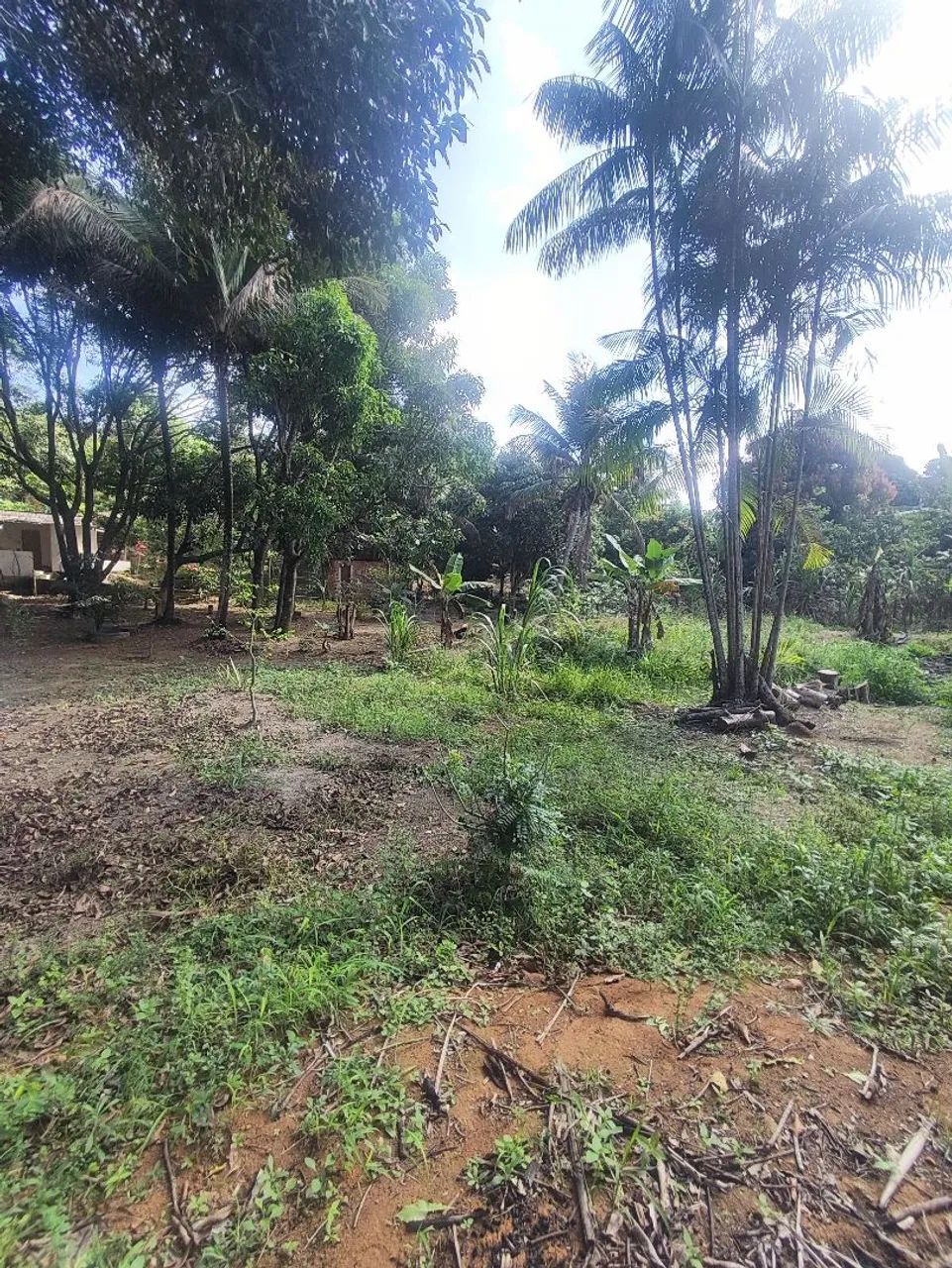 VENDO UMA CHÁCARA E UMA LINDA CASA - Foto 5
