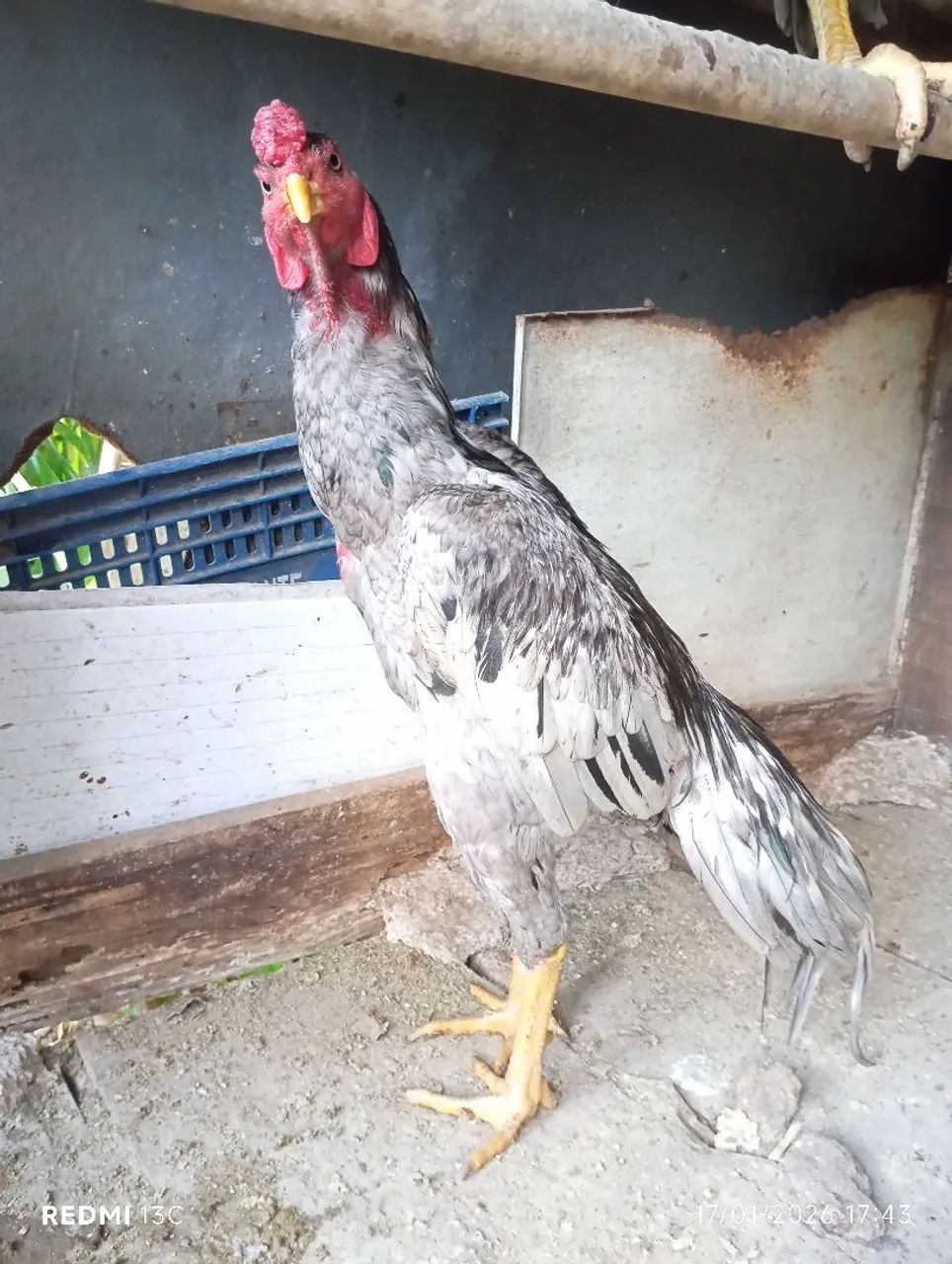 Frango índio cinza  pulva - Foto 2