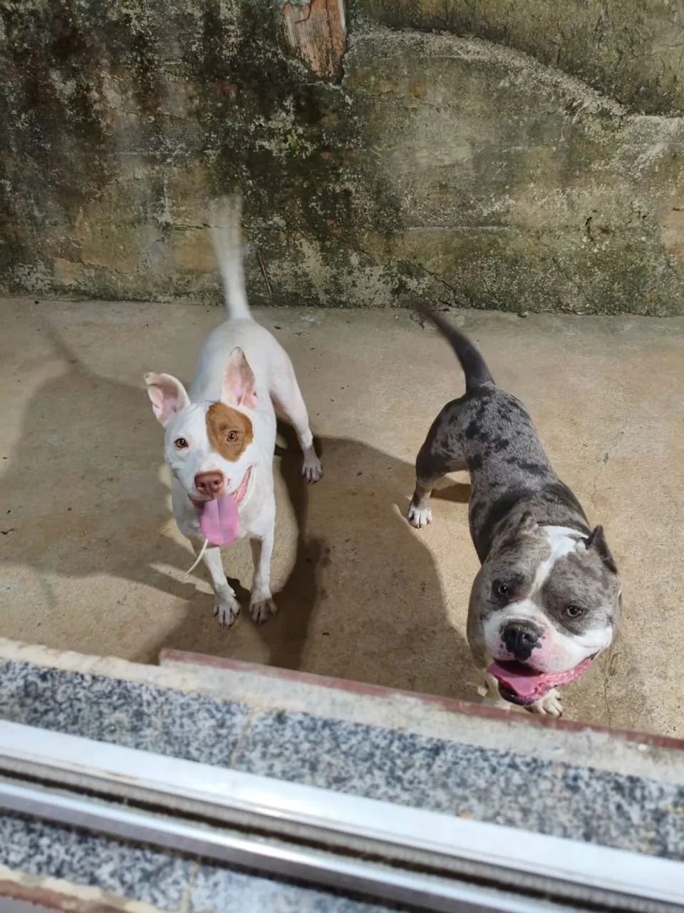 Cachorro - Foto 2