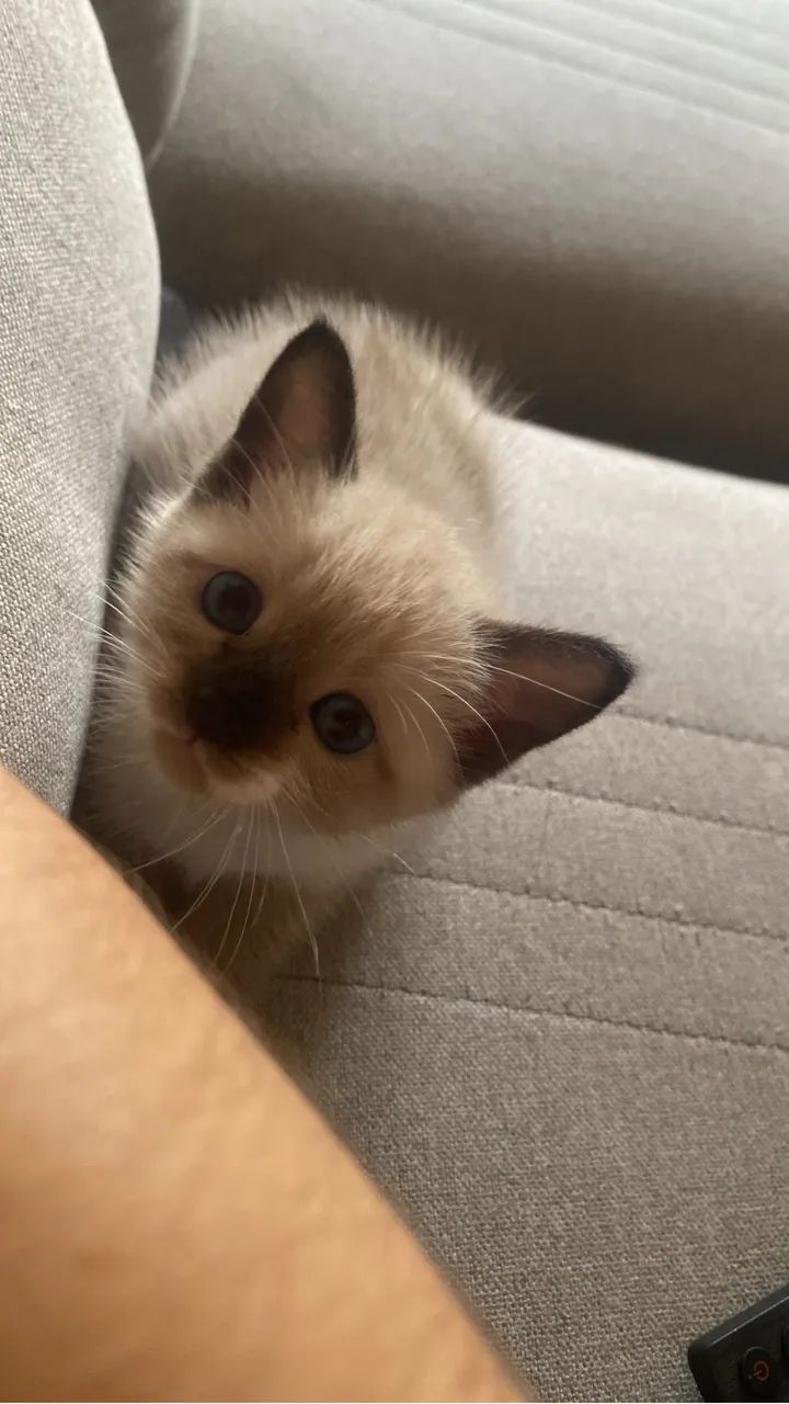 Gatinhos para doação  - Foto 4