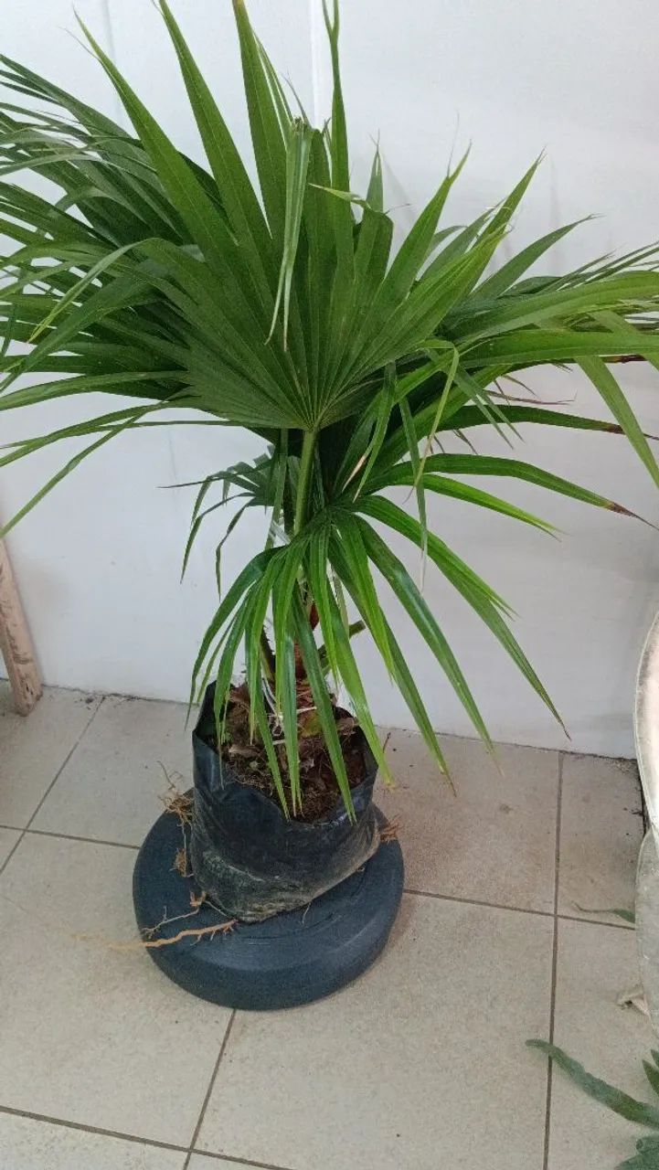 Jardim, paisagismo projetos consultoria  - Foto 5
