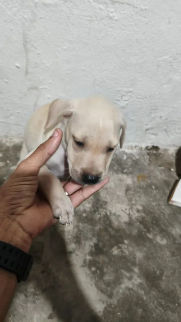 Cachorro para adoção  - Foto 5