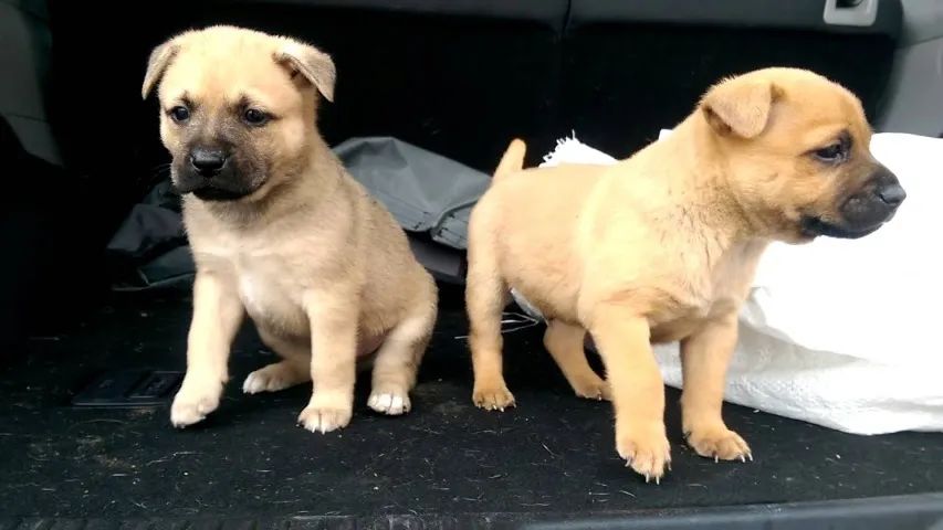 BOXER X LABRADOR  - Foto 2