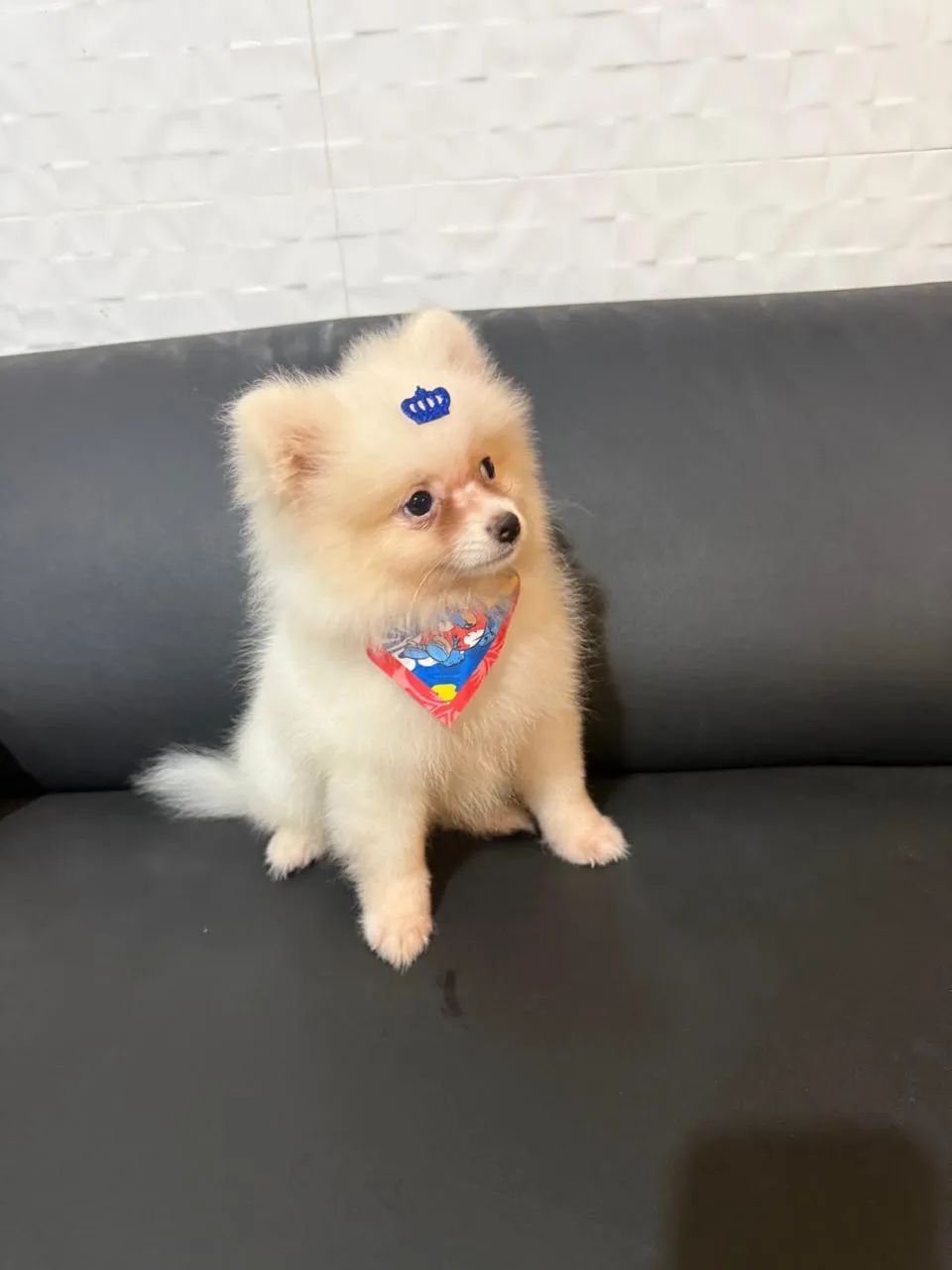 Spitz alemão - MACHO  - Foto 2