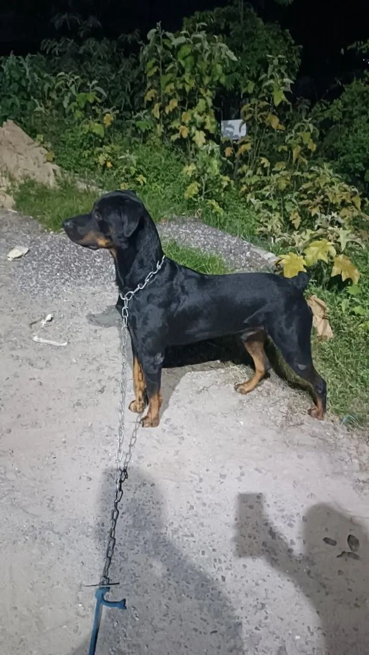 Procura-se Namorada pra Marley - Foto 2