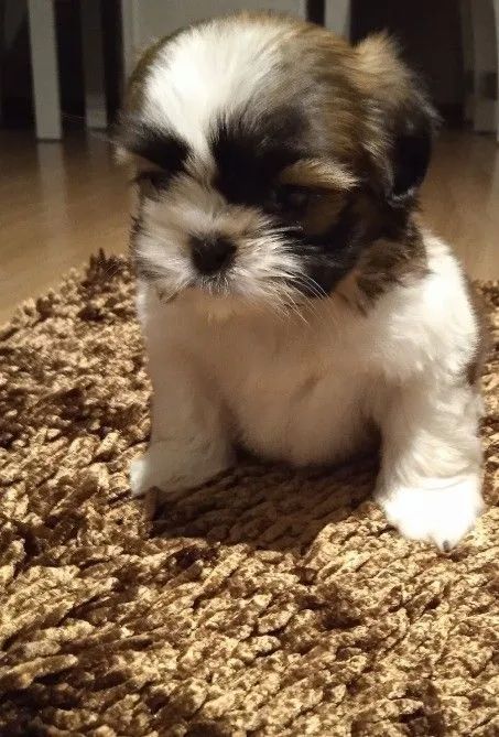 Shih Tzu micro 