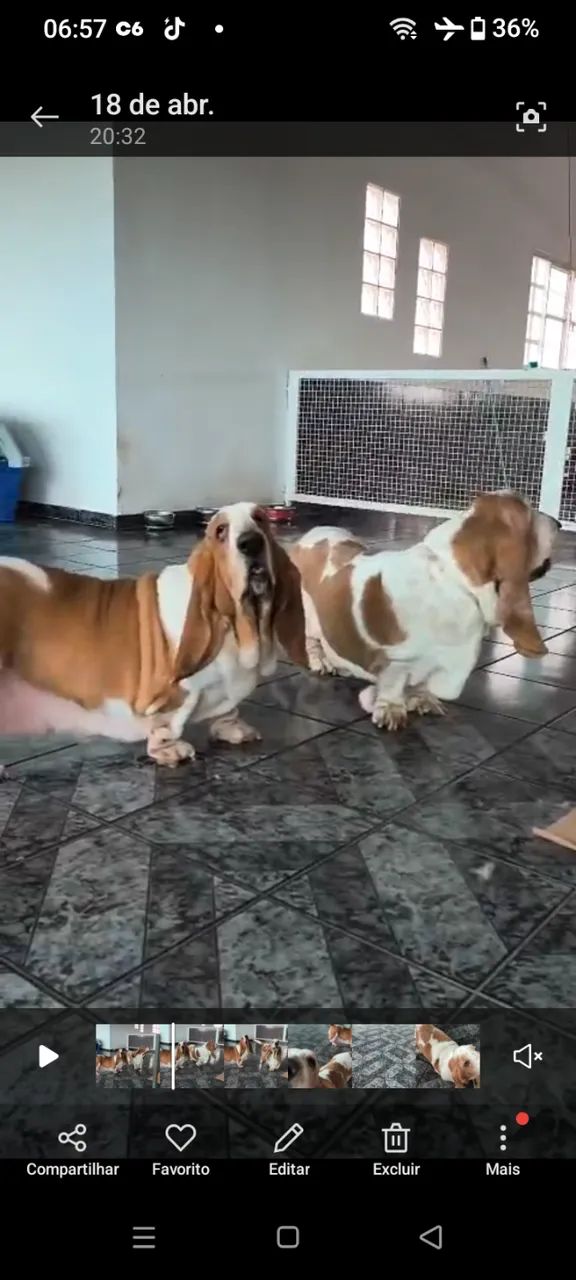 Basset hound fêmea, procuro namorado da mesma raça.