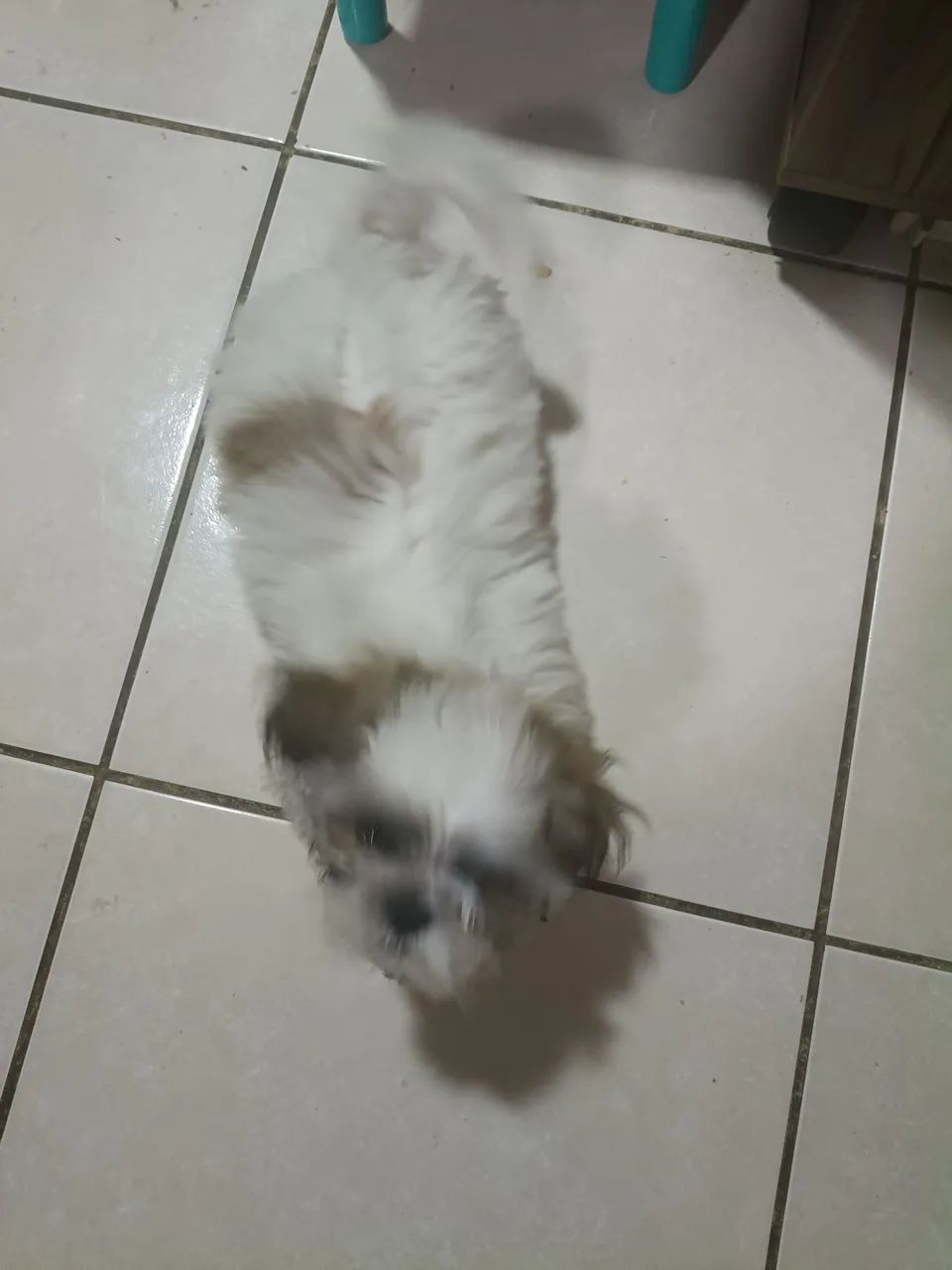 Vende Shih - Tzu - Foto 3