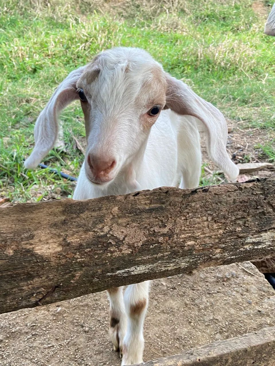 Vende-se lindo Cabrito  - Foto 3