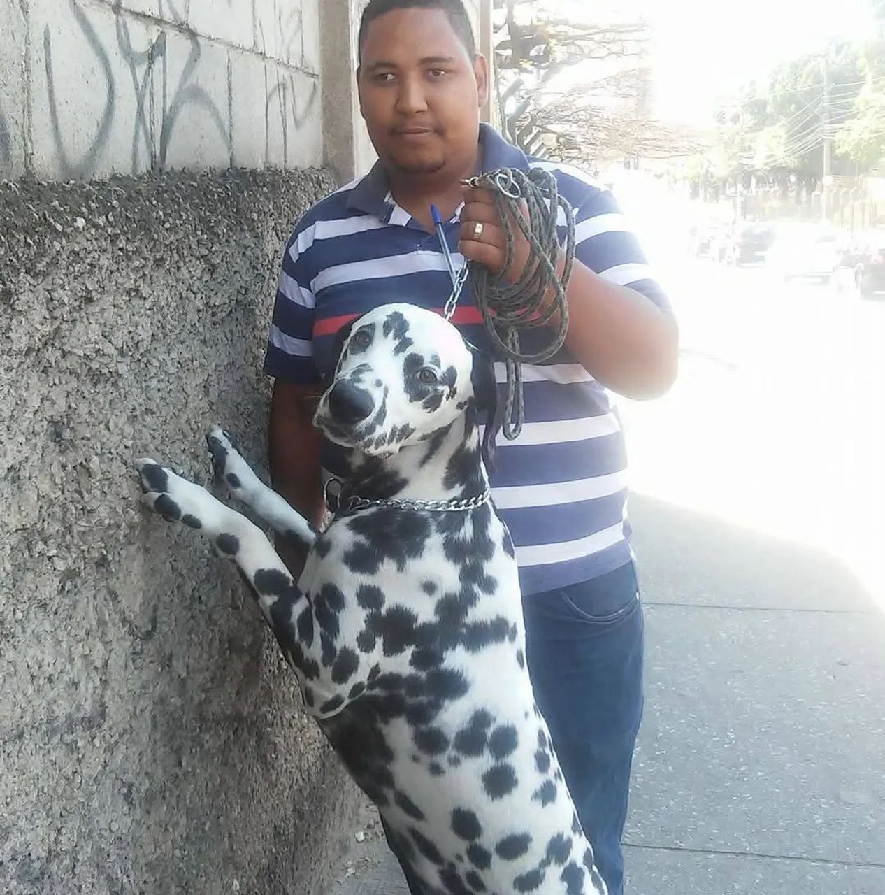 Adestramento de cães  - Foto 2