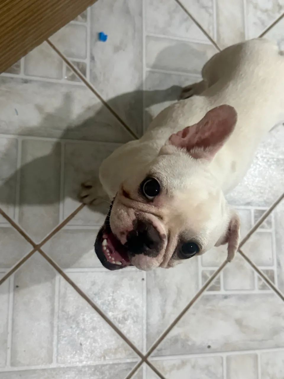 Buldogue francês  - Foto 2