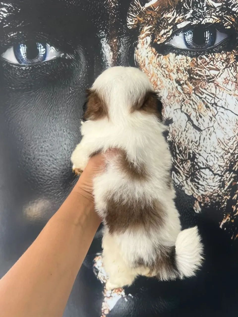 Cachorro shitzu - Foto 5