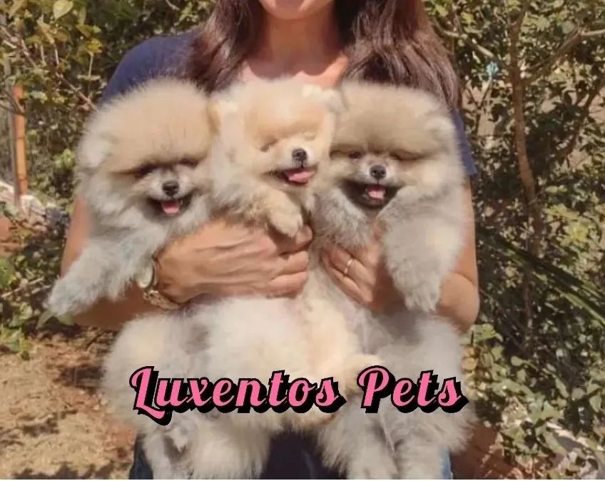 SPITZ ALEMÃO LEGÍTIMOS - Foto 2
