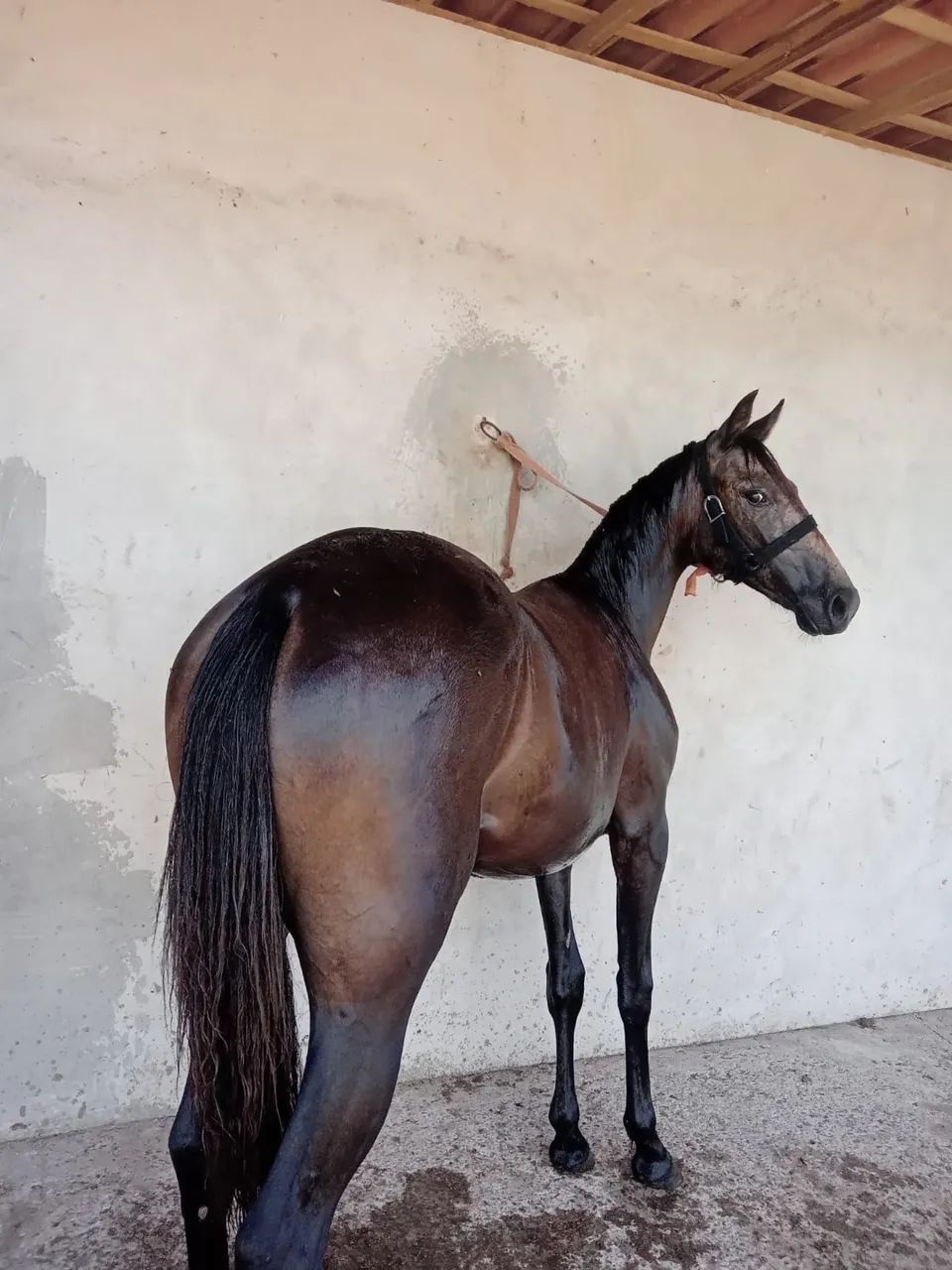 Potra Quarto De Milha - Foto 2