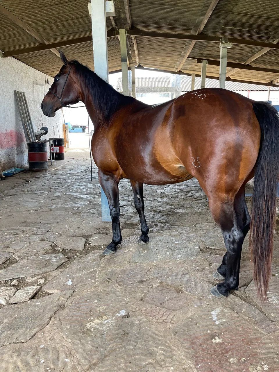 Égua QM - Foto 2
