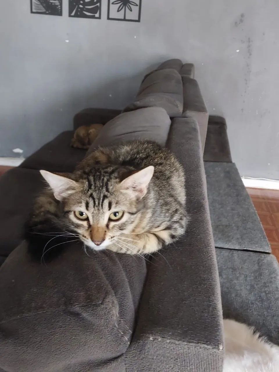 Doação de gatos  - Foto 3