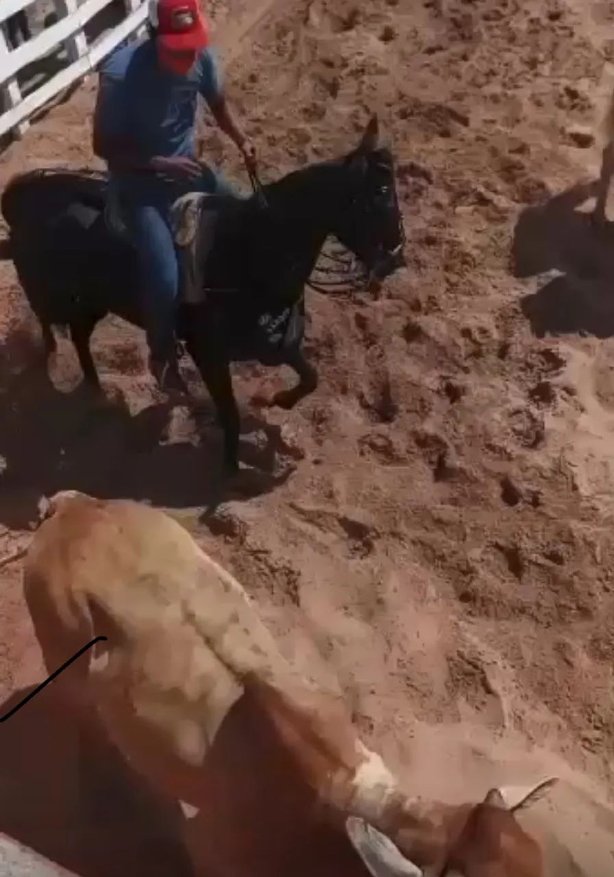 Vendo égua de esteira mais está já correndo de puxada  - Foto 2