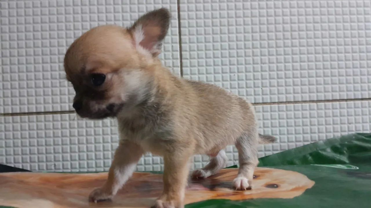 Raça chihuahua  - Foto 3