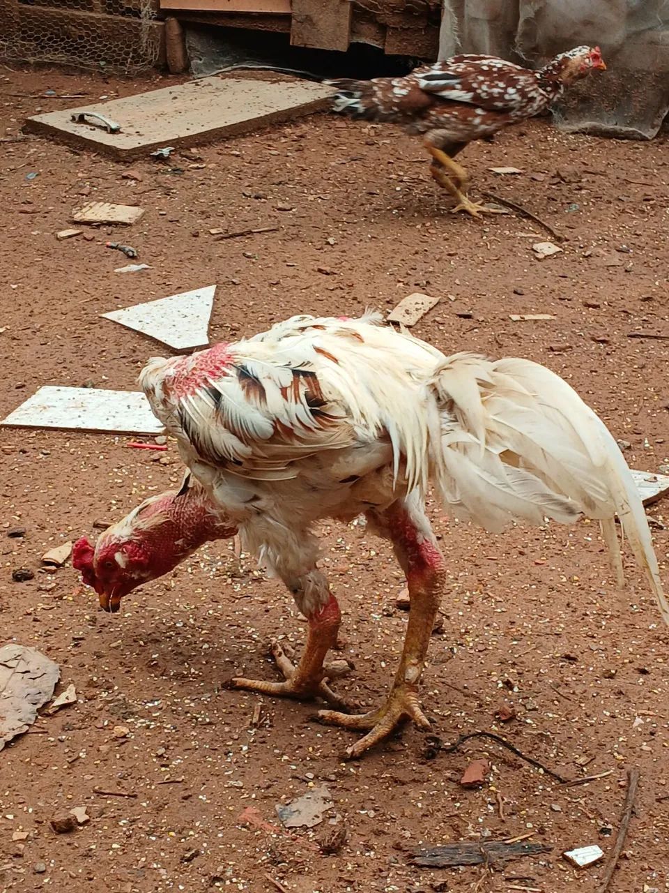 Galinha índio  - Foto 2