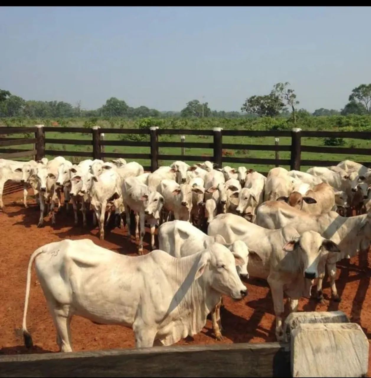 Fazenda a venda - Tocantins 