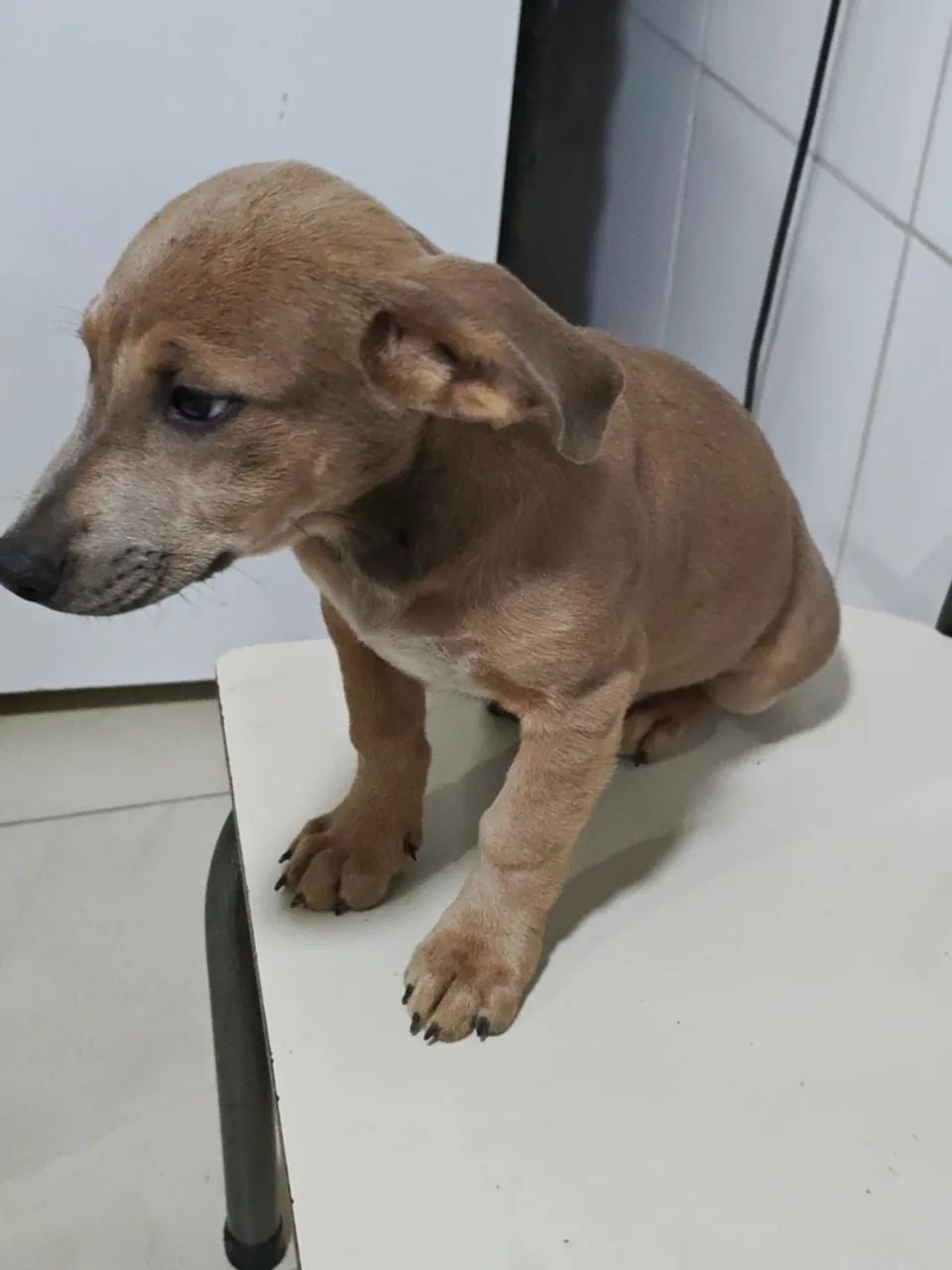 Adoção  - Foto 3