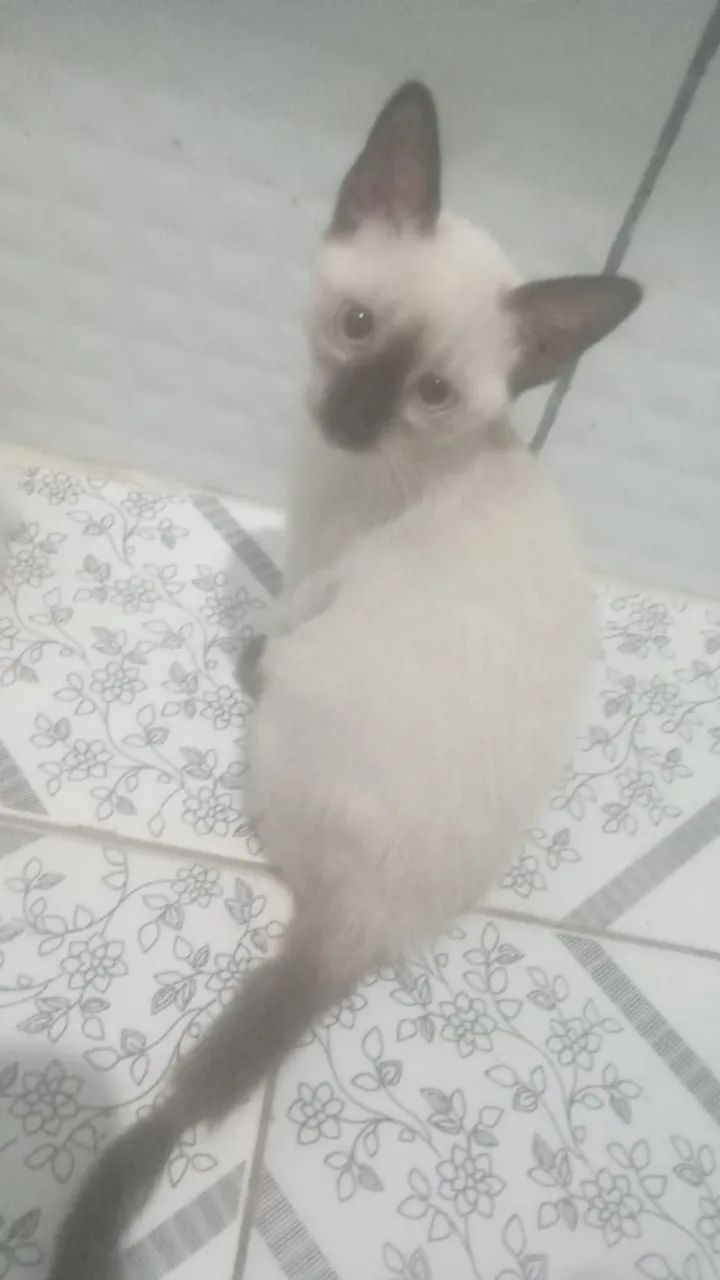 Filhotes para doação - Foto 4