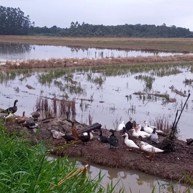 Vendo ou troco patos  - Foto 6