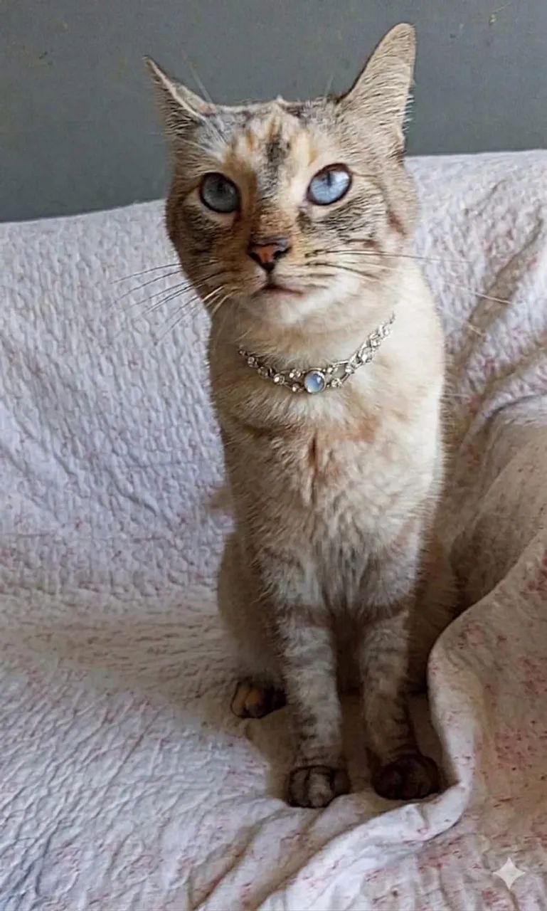 AGATHA, CASTRADA E VACINADA - Foto 2