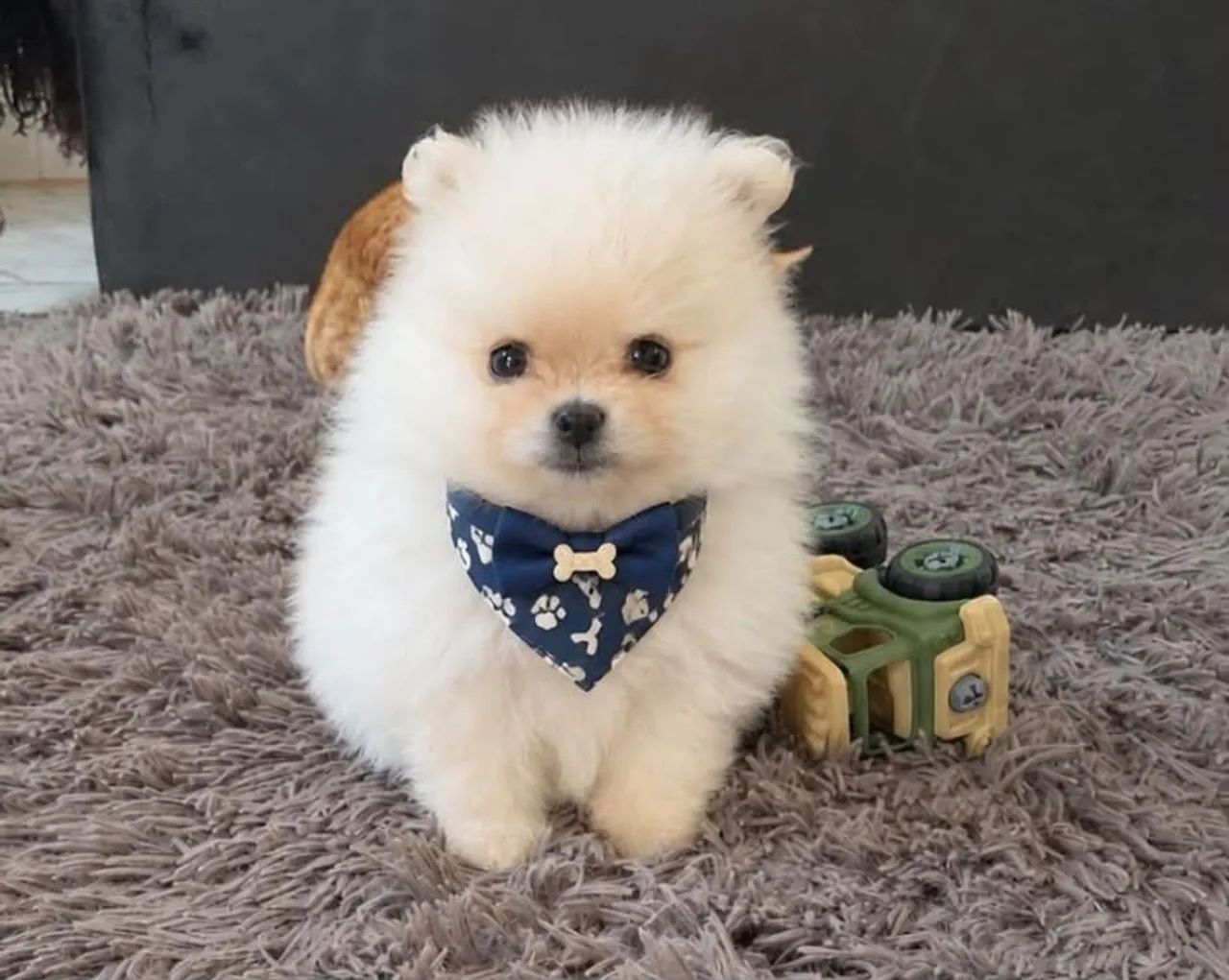 Spitz alemao anão 