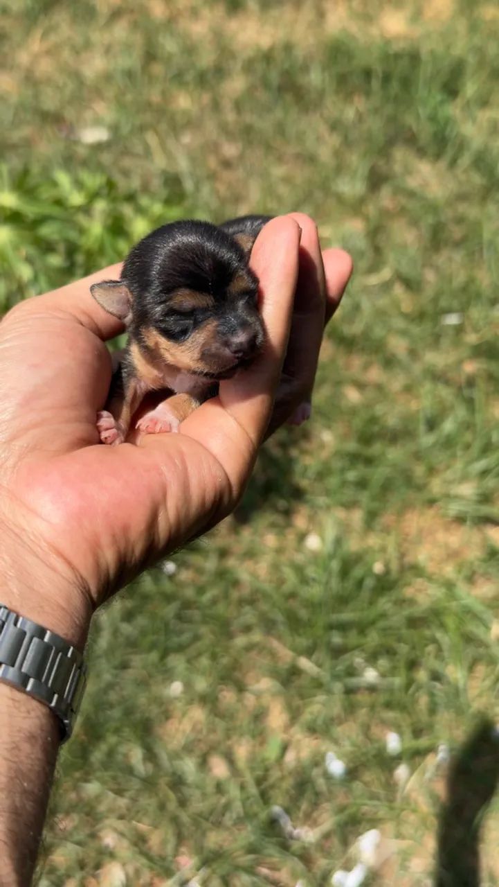 Pinscher macho zero - Foto 2