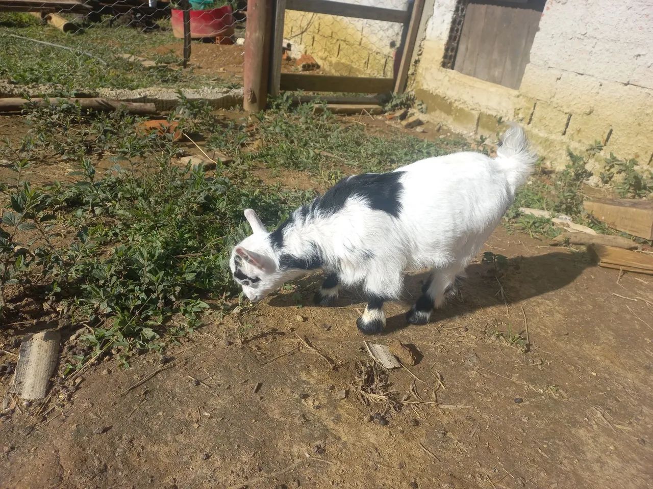 Mini cabra  - Foto 2