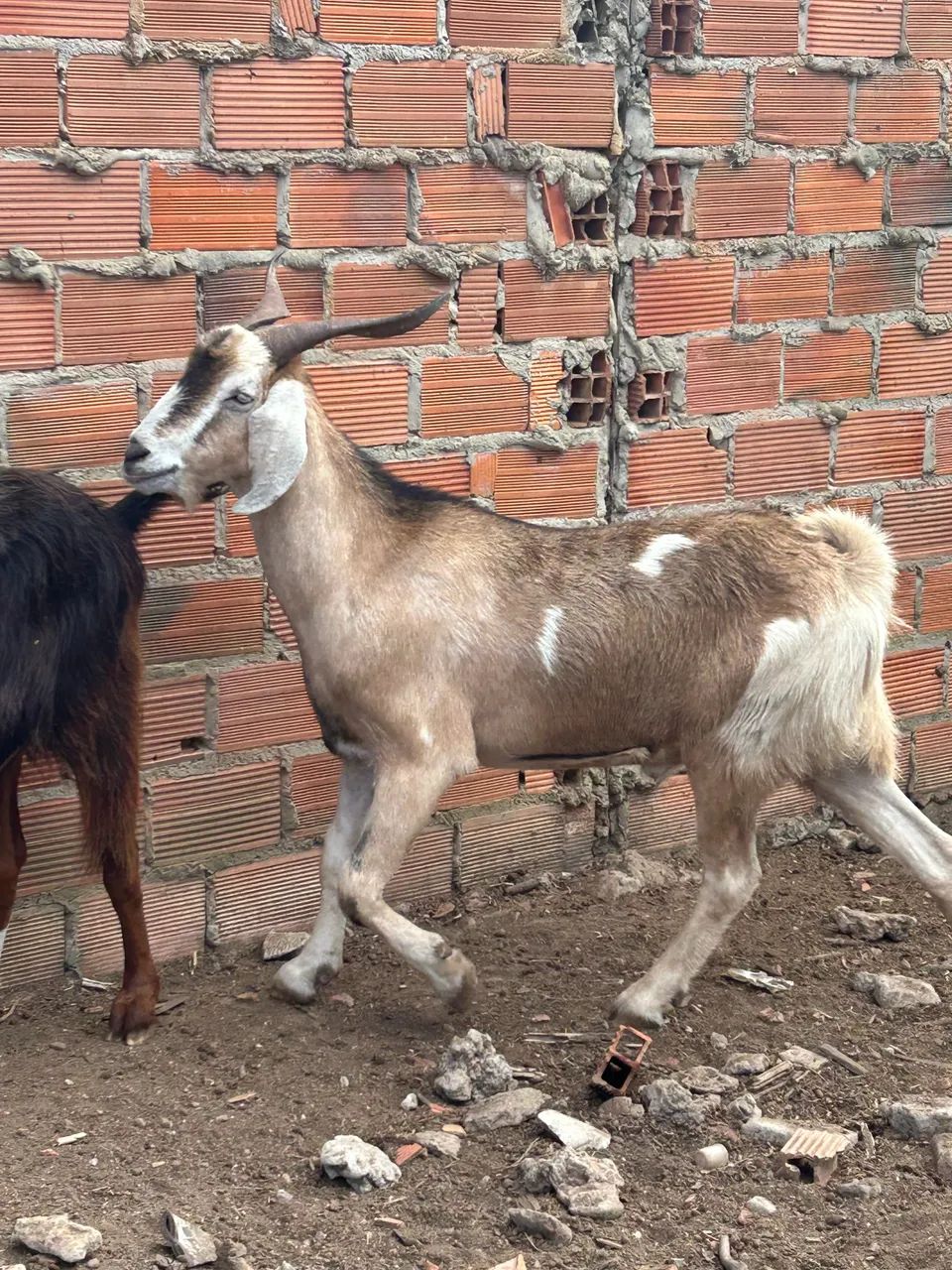 BODES E CABRAS - Foto 5