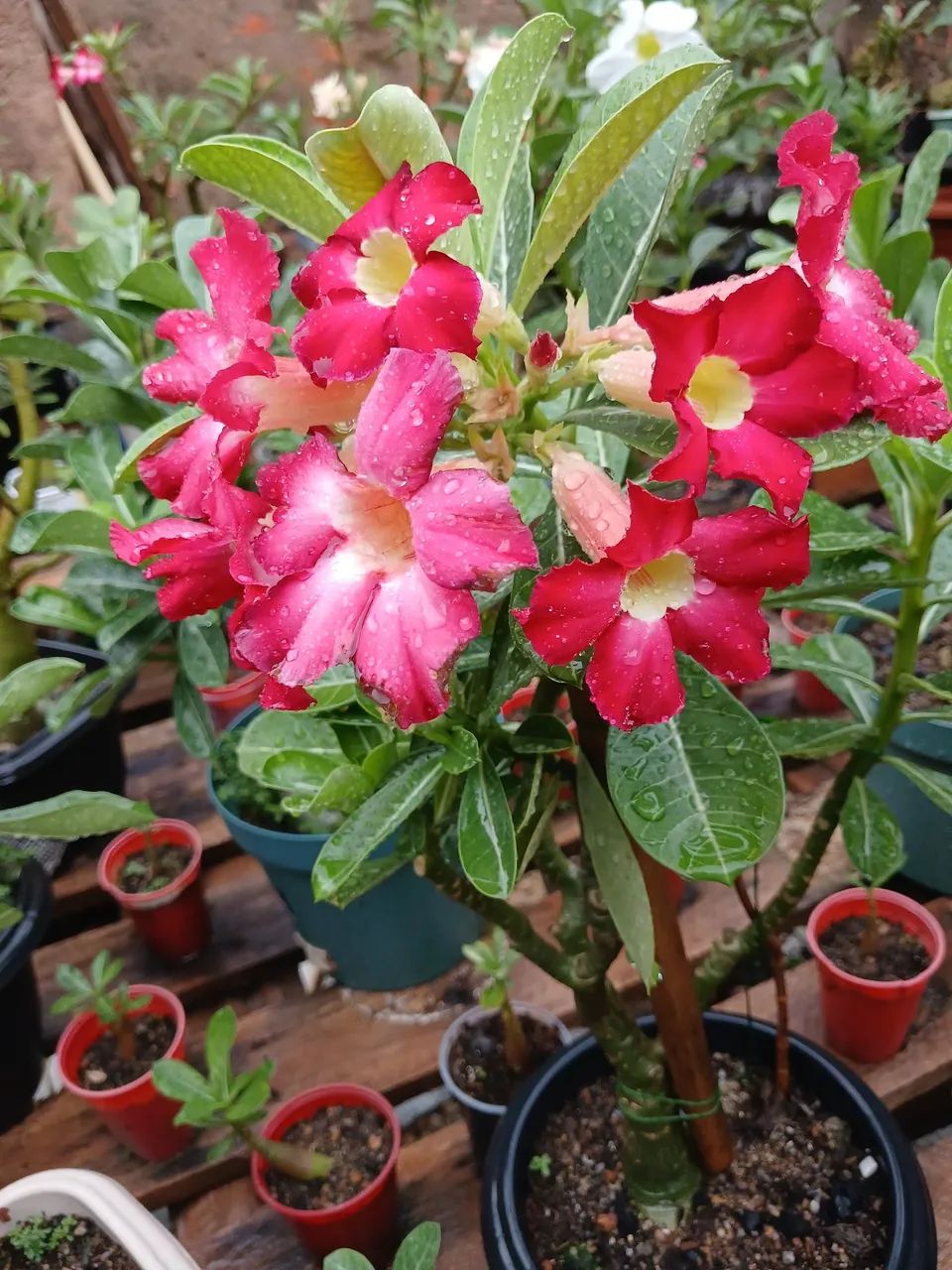 Rosa do deserto  - Foto 2