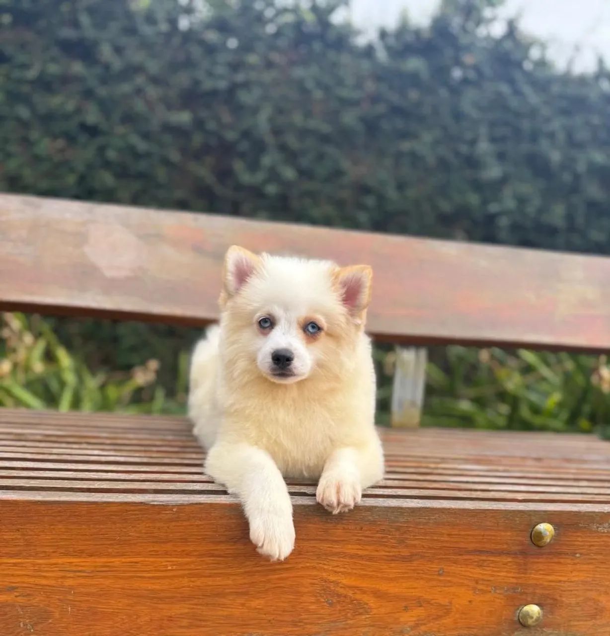 Adoção responsável de Pomsky  - Foto 3