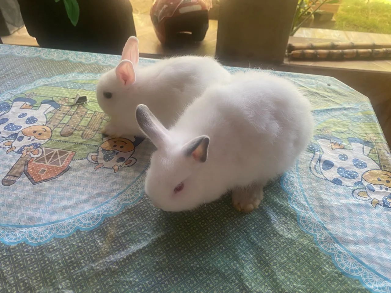 Coelhos - Foto 3