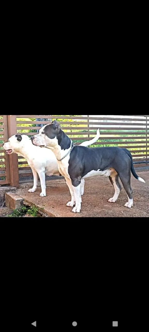 Filhote de Pit Bull American Staffordshire puro - Foto 5