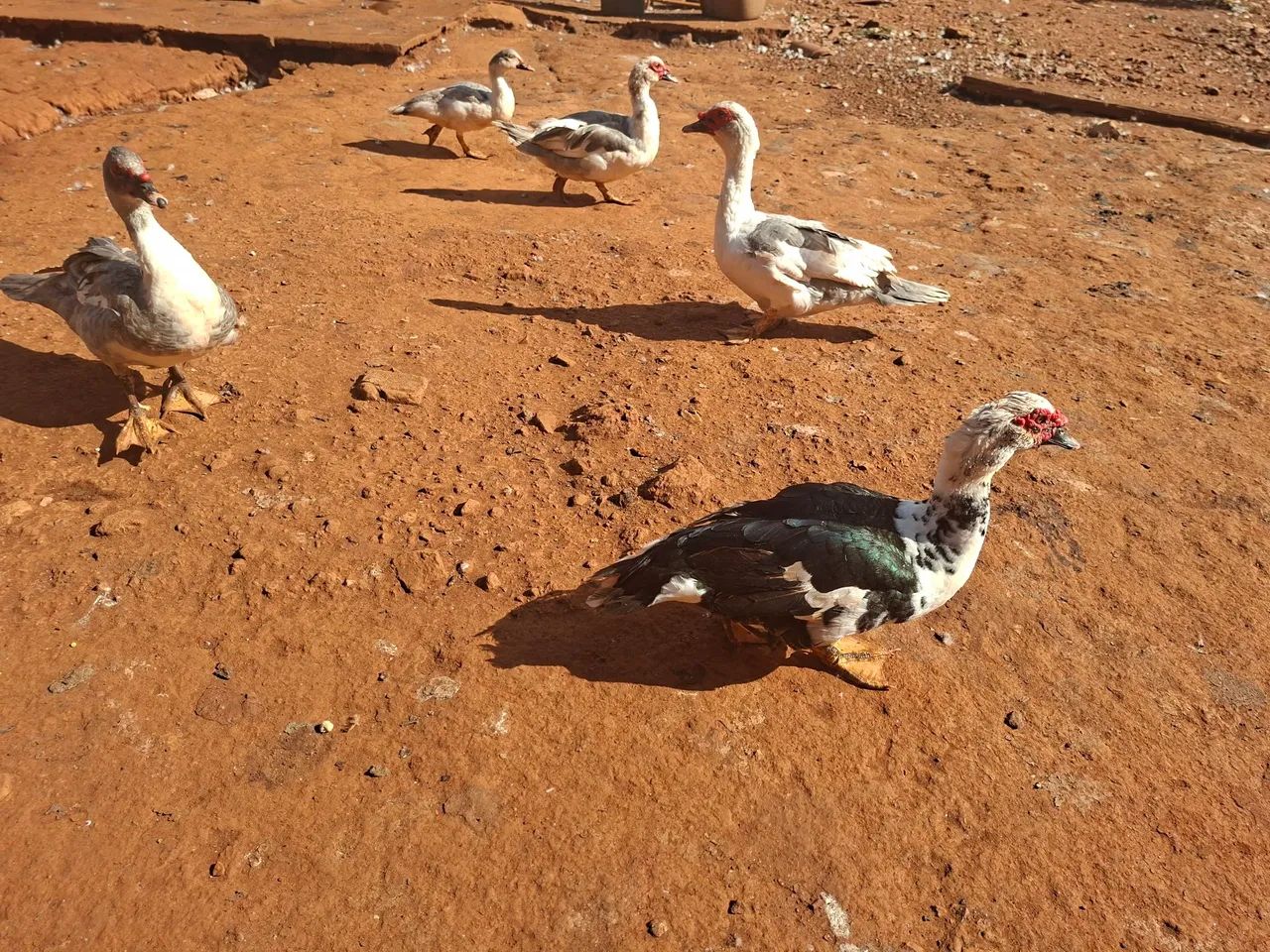 Patos machos - Foto 5