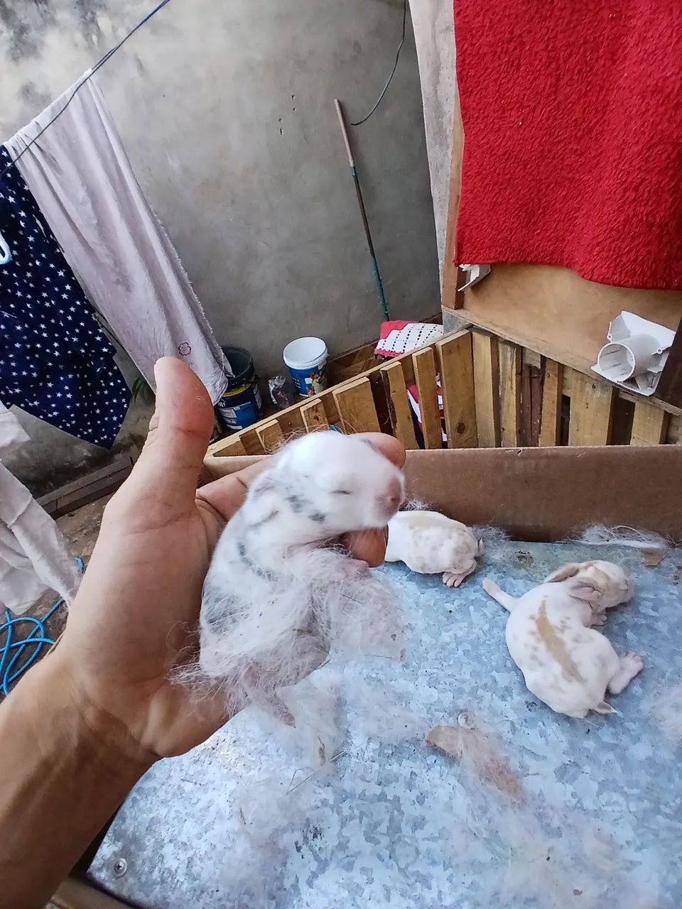 Mini lop filhotes  - Foto 4