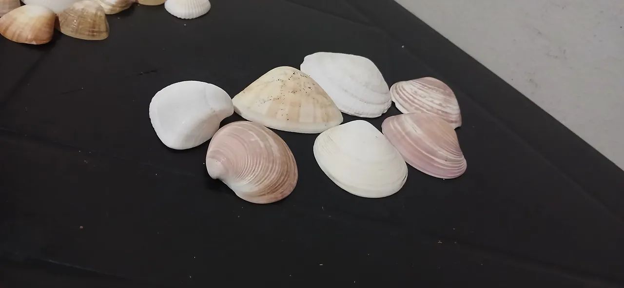 Conchas do mar verdadeira  - Foto 3