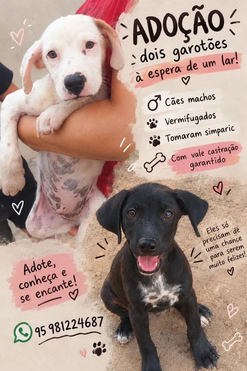 Filhotes machos para adoção 