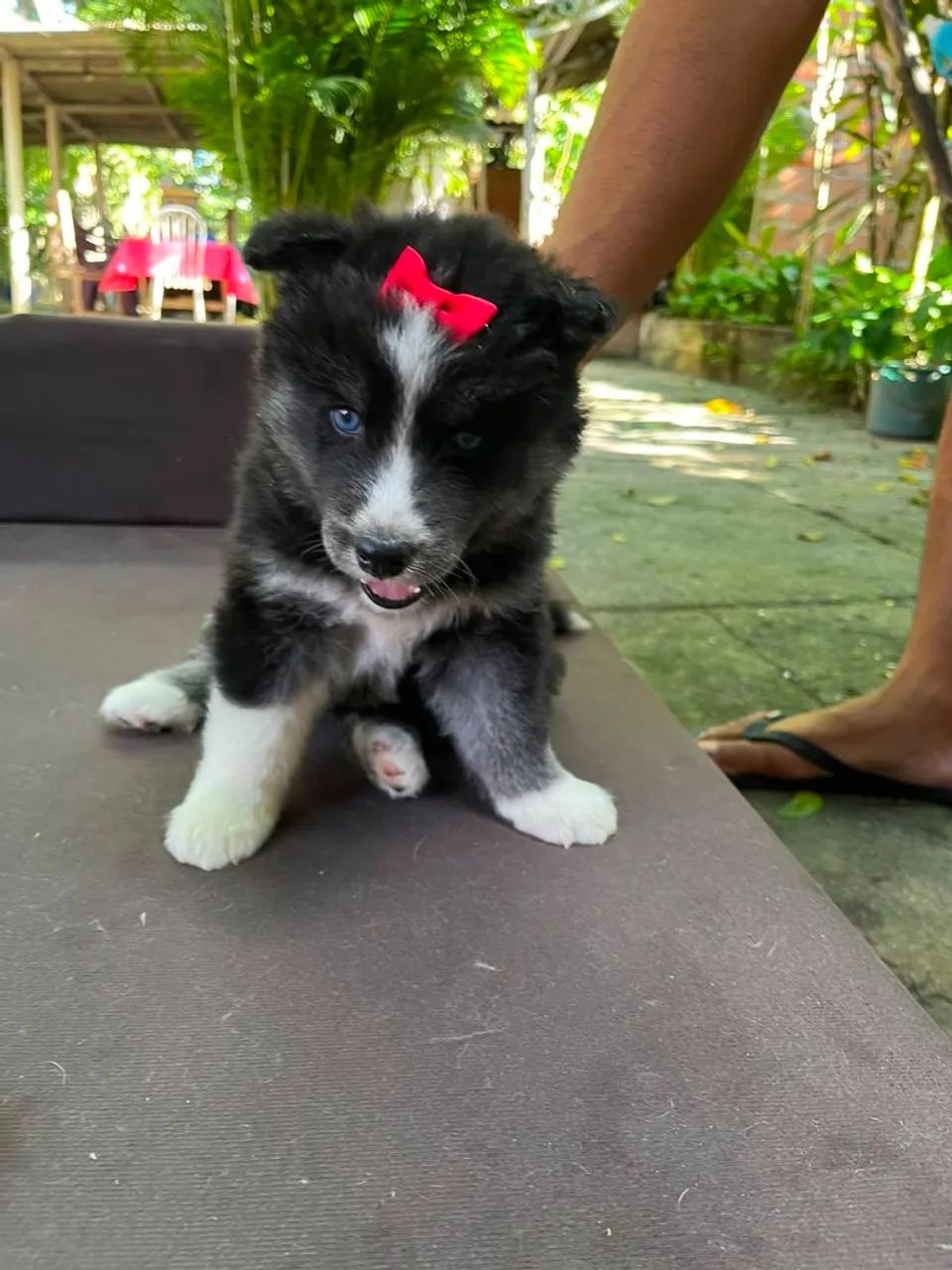 Husky Siberiano filhotes  - Foto 5